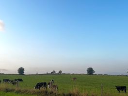 Pretty field