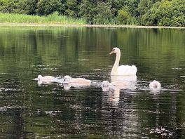 The family of swans