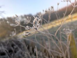 Frosty morning