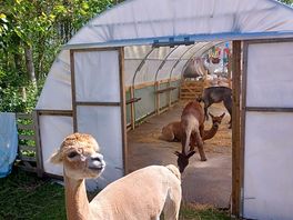 Alpaca