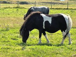 Friendly horses