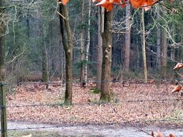 Achter onze staanplaats. waar ik wel een wolf spotte