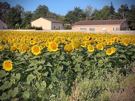 Local sunflower field.