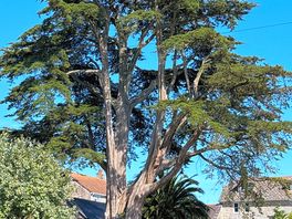 Tree next to kings arms