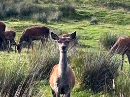 Deer 🦌