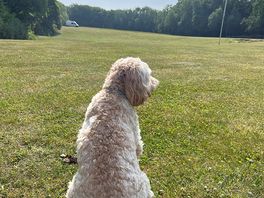 Enjoying the view