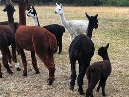 Wonderful alpacas
