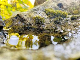 Nature at the camping