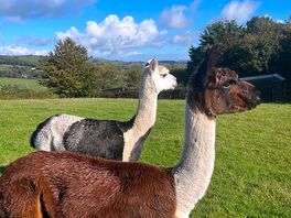 Alpacas