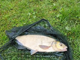 Caught loads of these- just chuck in sweetcorn