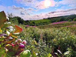A view across the blueberries