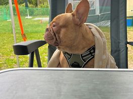 Le chien