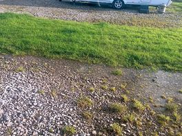 Weeds on pitch