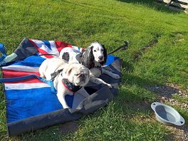 Our dogs loving the scenery.