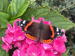 Flowers and butterflies near the pod