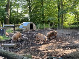 Pigs enjoying the shade.