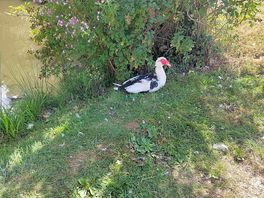 More ducks from the farm