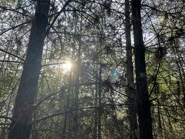 Right in the heart of the forest
