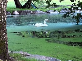 Swan