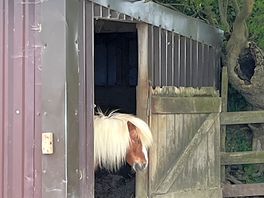 There was little ponies and a donkey to pet.