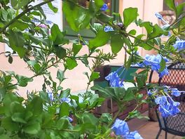 Camping delle rose