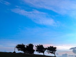 Wind bent trees