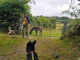Farm animals