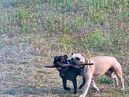 Dogs