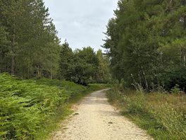 Forest walk