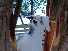 One of the friendly goats