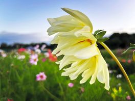 Wildflower meadow
