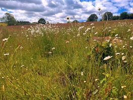 Adjacent fields