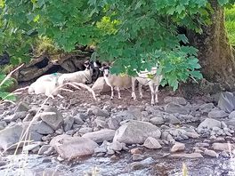The sheep