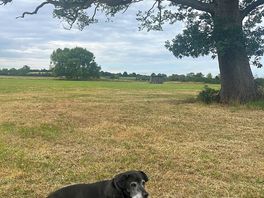 Dogs welcome