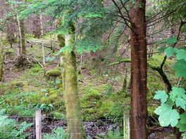 The woods leading straight onto the site