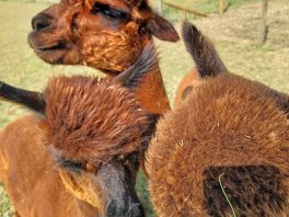 Hand feeding alpa