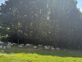 Welcoming animals