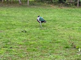 Resident peacock