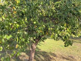 Pear tree