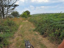 Nearby dog walk