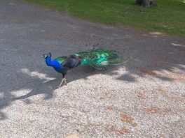 Site and peacock