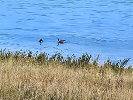 Rutland water