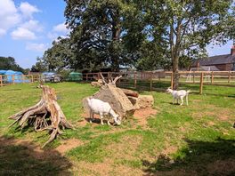 Goats