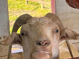 Friendly goats
