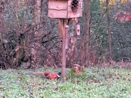 Lots of wildlife