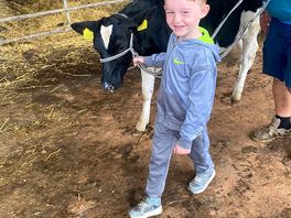 Calf walking