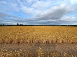 Wheat fields
