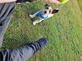Playing ball in pitch plenty room for dog run around