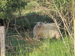 Sheep