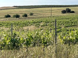 View in the vineyard where the fab wine is made